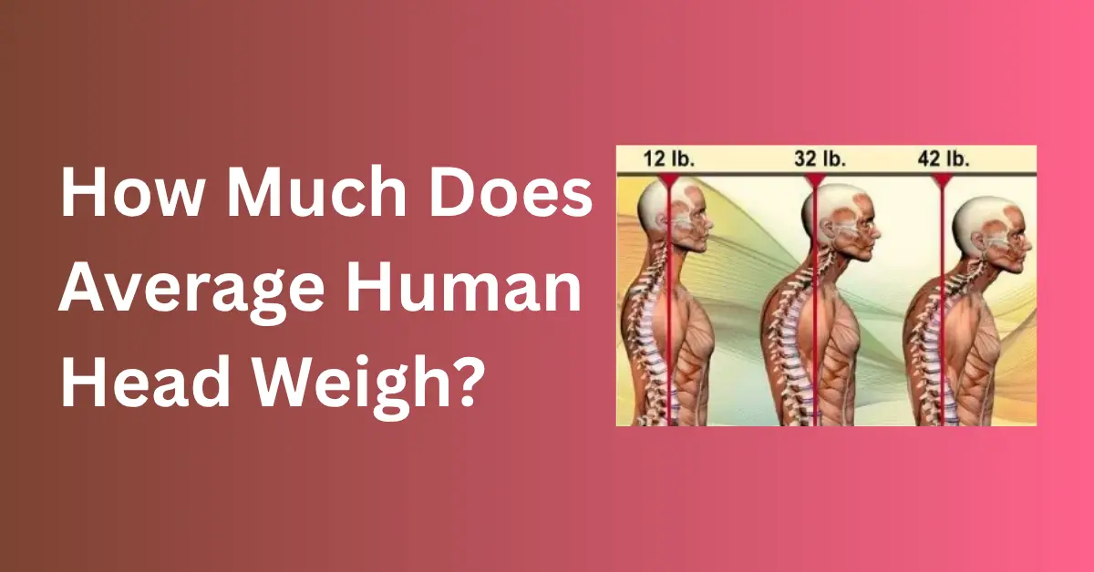 How Much Does The Average Human Head Weigh?
