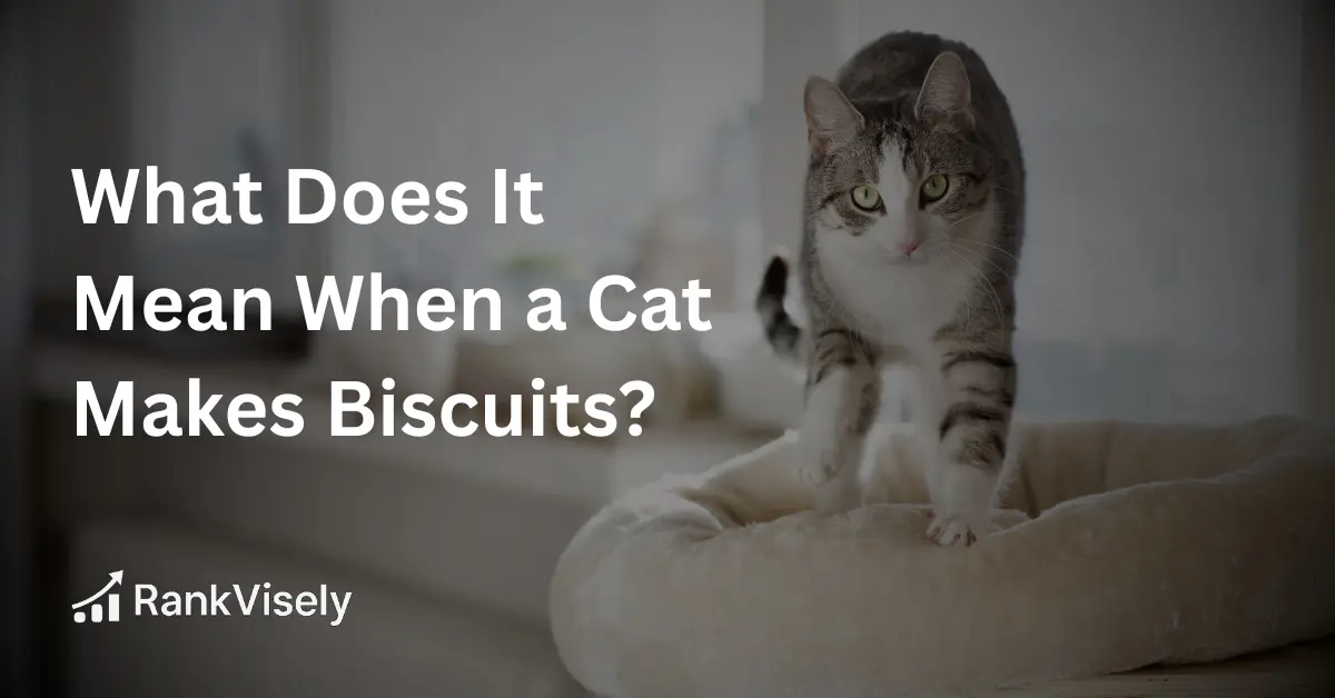 What Does It Mean When a Cat Makes Biscuits